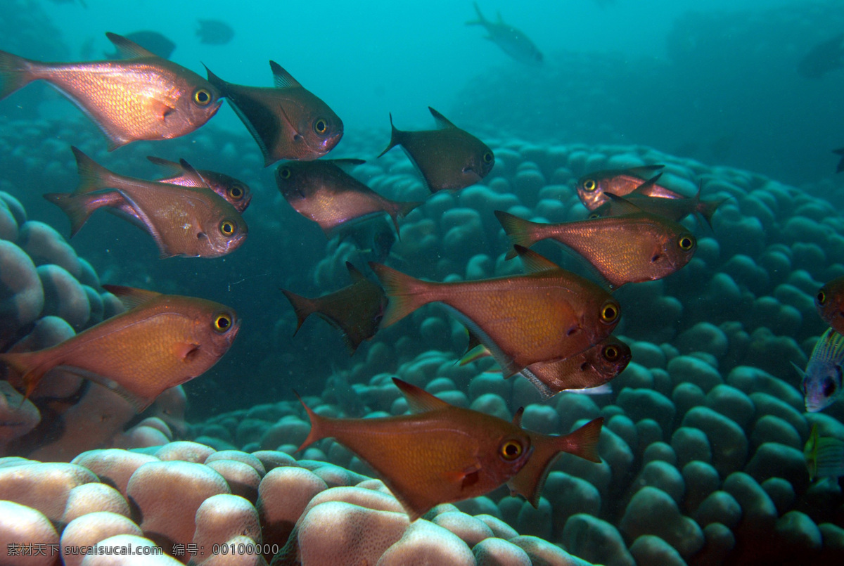 水中 魚 色 大自然 海底 攝影圖庫 生物 生物世界 魚類 水中魚色 景觀 景象 動物 水中生物 魚類
