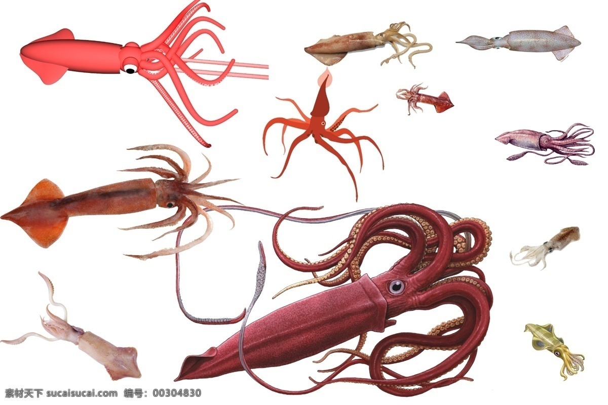 烏賊 透明素材 png摳圖 章魚 八爪魚 水產(chǎn) 海產(chǎn) 海鮮 金槍魚 非 原創(chuàng) 透明 合 輯 分層