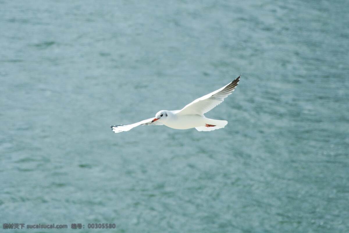 深圳湾 展翅 飞翔 海鸥 海洋 旅游摄影 国内旅游
