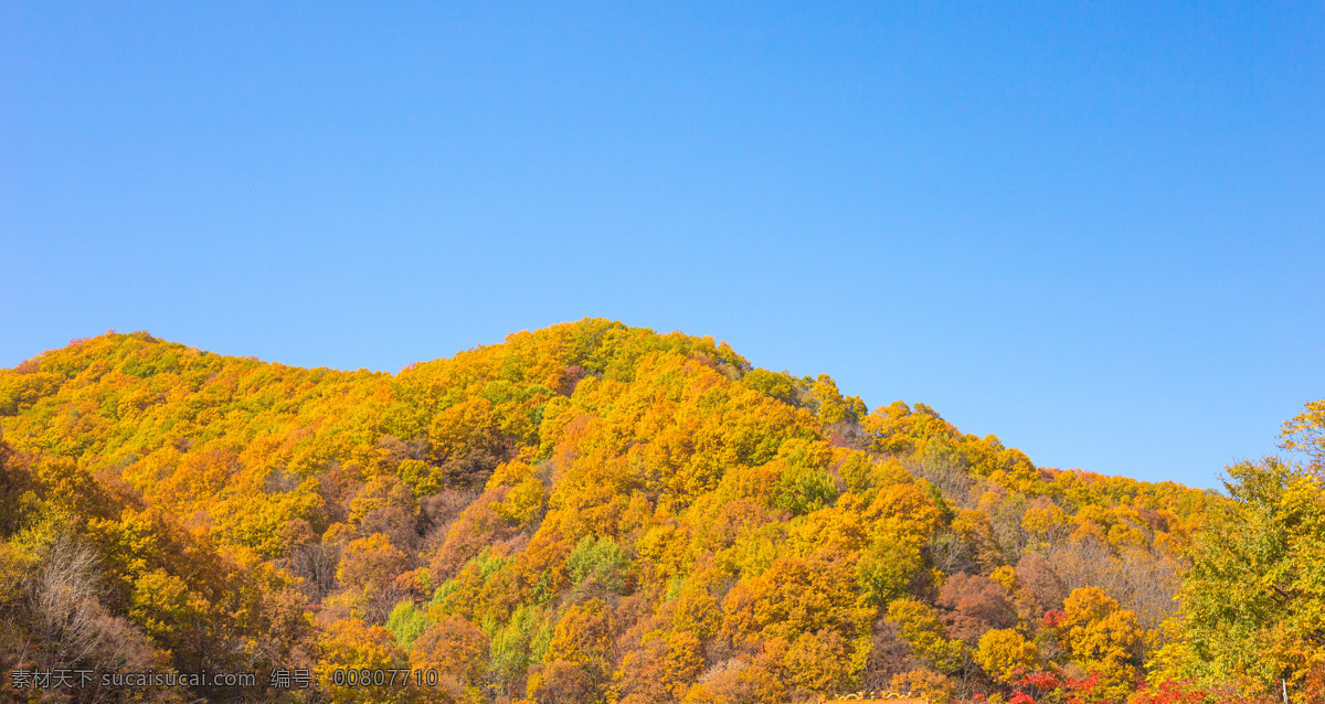 秋天的山 藍(lán)天 天空 樹 背景 色彩 自然 自然景觀 山水風(fēng)景