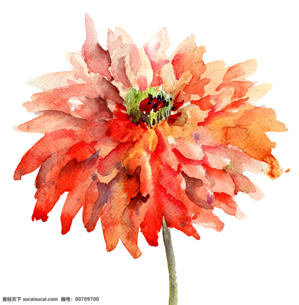盛開 橘 色 花朵 水彩畫 盛開的花朵 橘色花朵 花卉 植物 花草樹木 生物世界