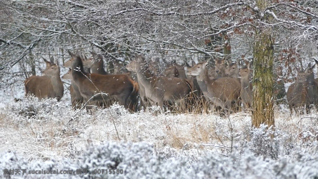 寒冷 雪地 里 来回 走动 小鹿 视频 实拍 雪地里 来回走动 动物