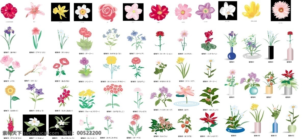 花朵矢量 牡丹 菊花 月季 水仙花 山茶花 杜鵑花 荷花 玫瑰 百合 康乃馨 梅花 蘭花 生物世界 花草 矢量圖庫