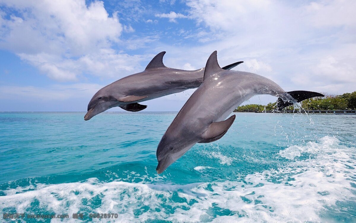 海豚 碧海蓝天 蓝天 白云 蓝色 海岸 山水风景 大海 海浪 碧海 自然风景 自然景观