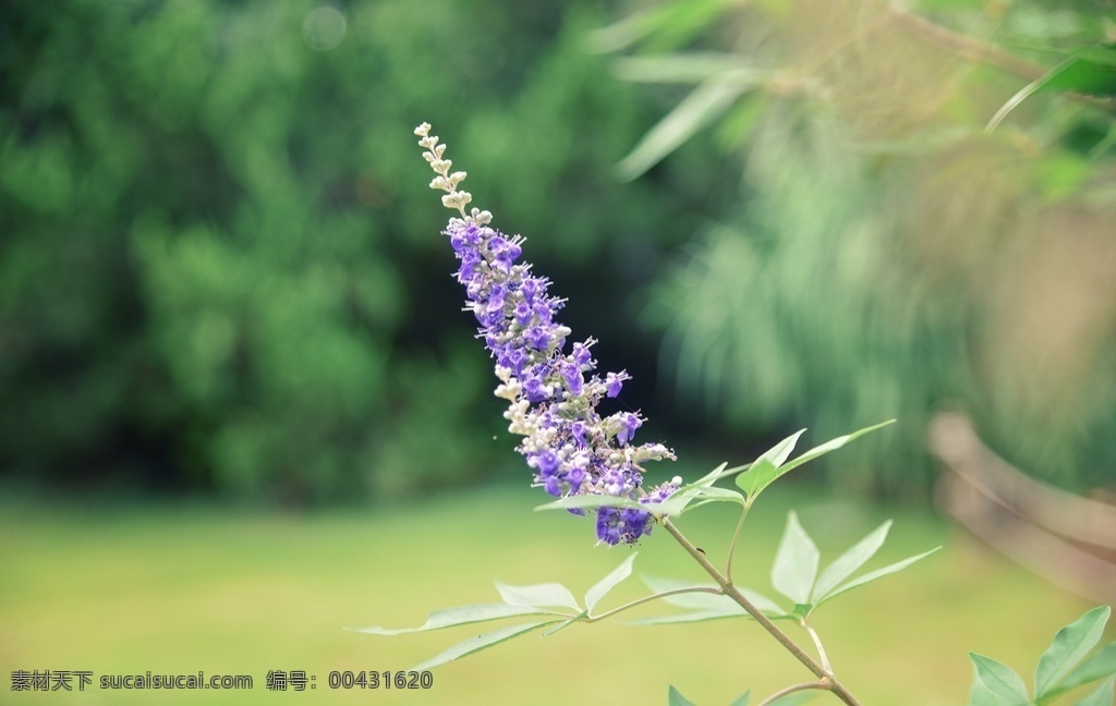 紫色 花朵 绿叶 植物 背景图片 背景 生物世界 花草