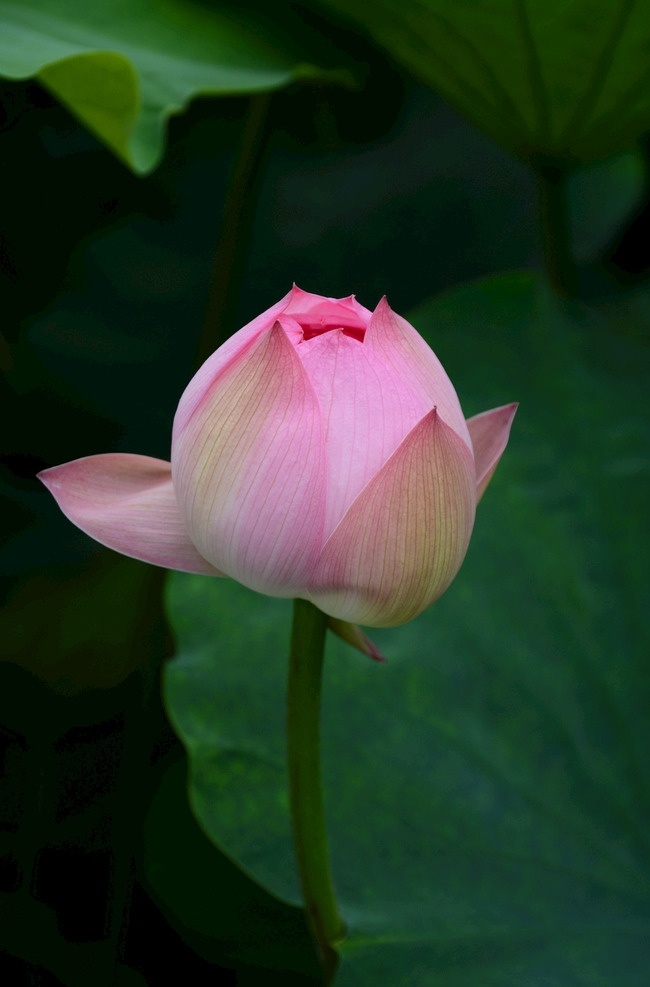 菡萏 小荷才露尖尖角 紅蓮 荷花 荷 蓮 生物世界 花草