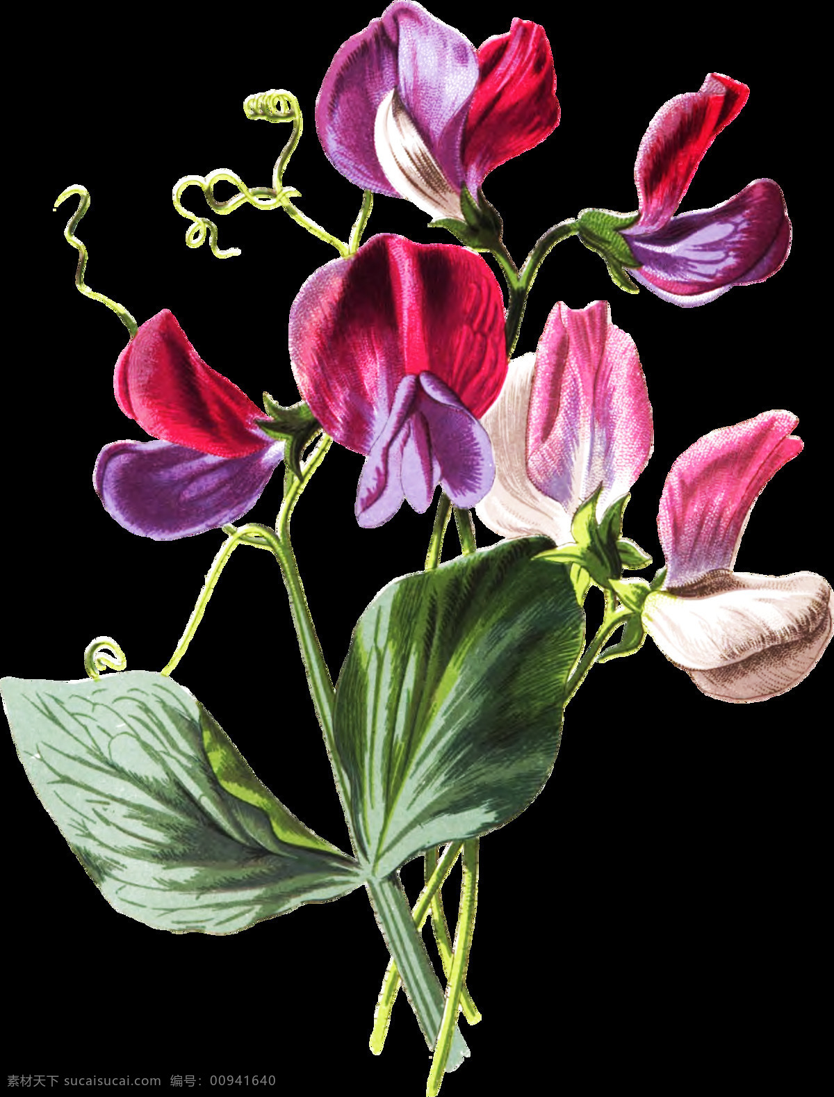 粉 紫 花瓣 卡通 透明 花葉 粉色 透明素材 免扣素材 裝飾圖案