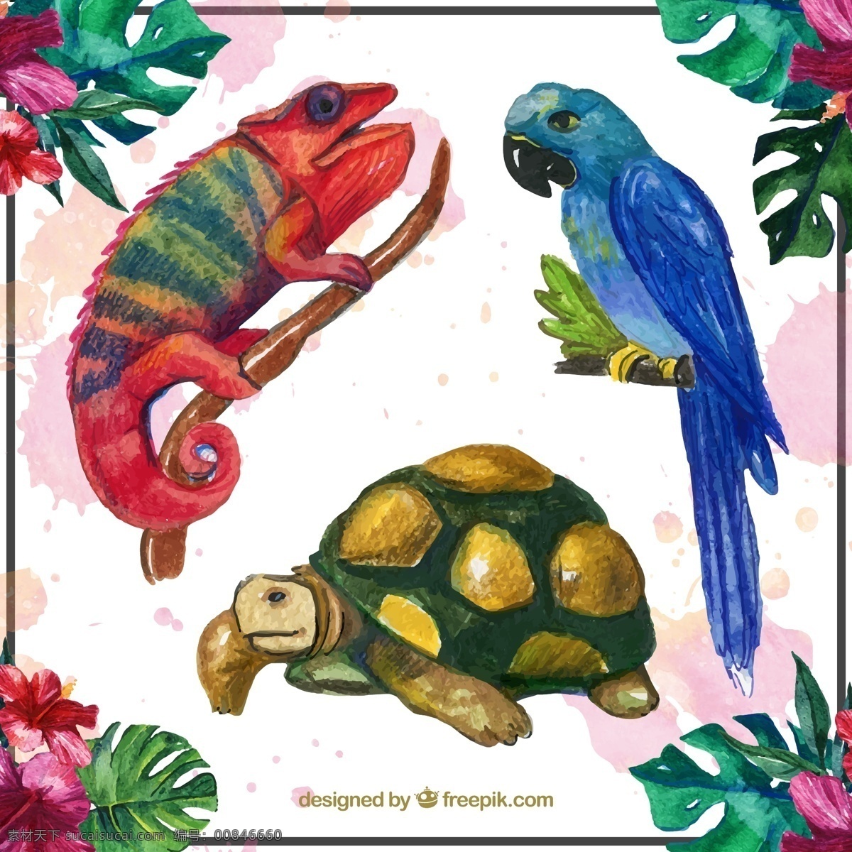 款 水彩 绘 热带 动物 矢量 变色龙 海龟 鹦鹉 龟背竹 树干 扶桑花 矢量图.