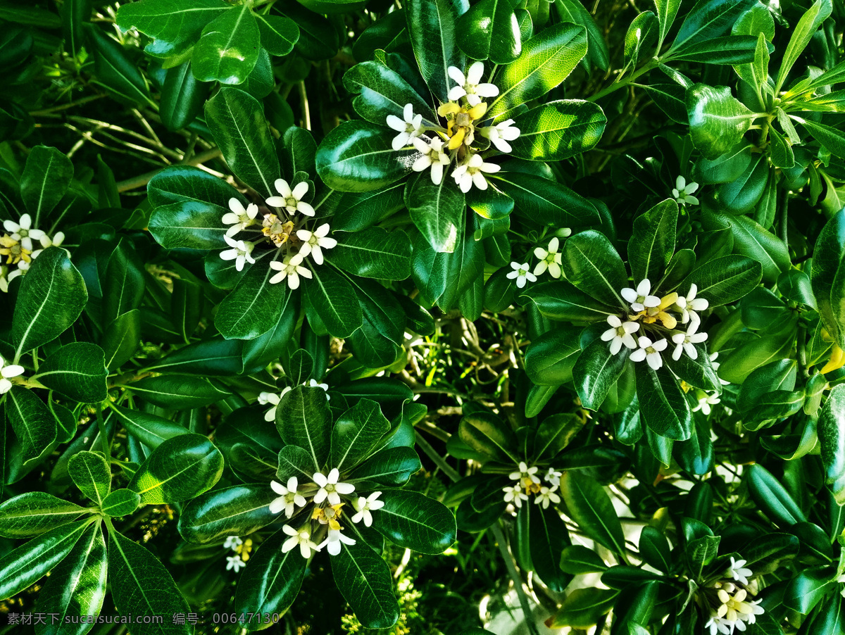 海桐花 光葉海桐 海桐 白花 白色 白 小花 花頭 花朵 鮮花 花 花枝 花叢 花葉 綠葉 葉子 葉 綠色 綠化 園藝 花園 花圃 花苑 觀賞 花香 花卉 花草 植物 生物世界 春天 春日 盛開 綻放 高清 230pi 攝影花卉