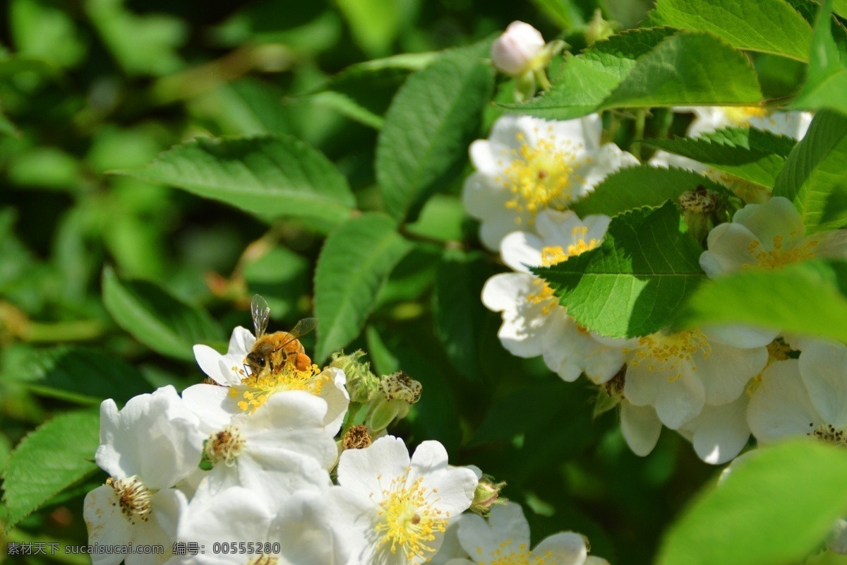 白花 蜂 花 花草樹木 花香 昆蟲 綠色 蜜蜂 花與蜜蜂 采花 采蜜 生命 生物 植物 生物世界