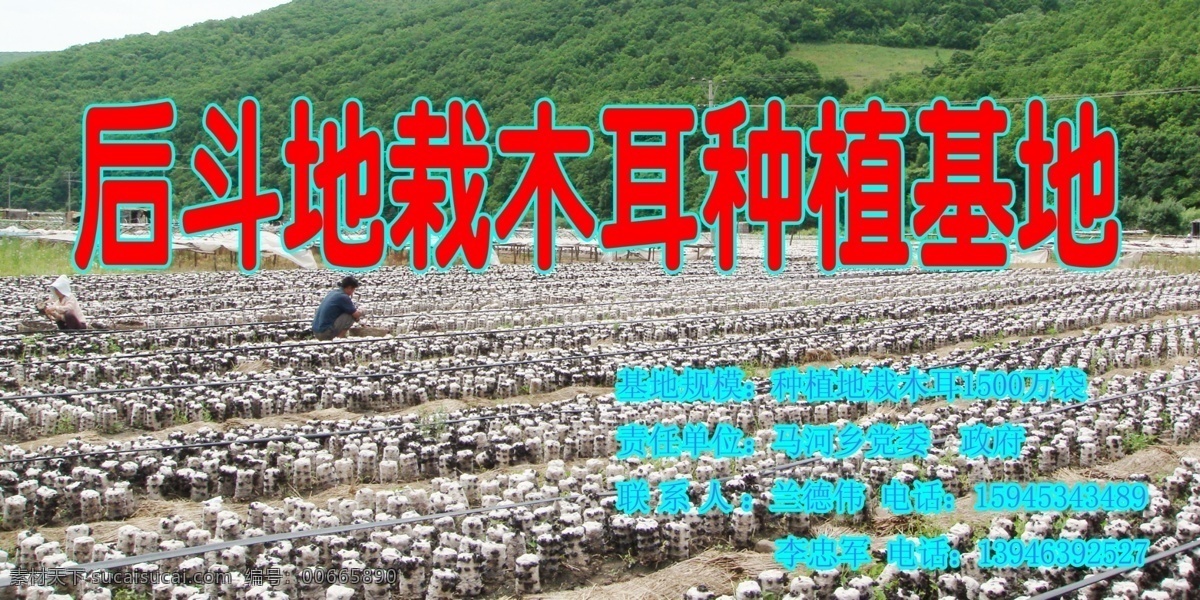 木耳種植基地 地栽木耳 種植基地 木耳基地 分層 源文件