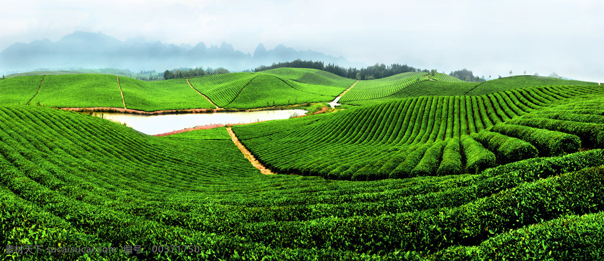 茶園全景圖 茶園全景 茶園 云霧 朦朧 綠色 自然 綠山 山巒 綠樹(shù) 霧氣 自然風(fēng)景 自然景觀 山水風(fēng)景