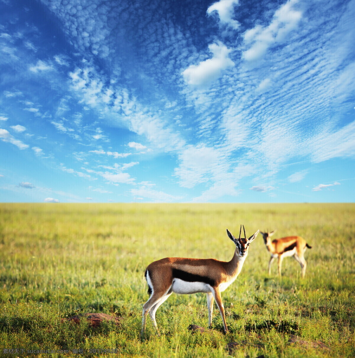 草原 美麗 風(fēng)景 藍(lán)天 天空 白云 平原 動物 鹿 生物世界 自然風(fēng)景 風(fēng)景名勝 旅游景點 美景 景色 攝影圖 高清圖片 草原圖片 風(fēng)景圖片