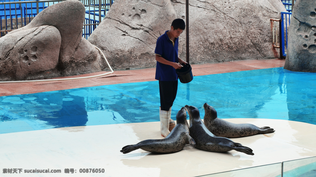 海豹 表演 海宝 湾 生态 保育 公园 海豹表演 海豹园 海宝湾 生态保育公园 生物世界 海洋生物