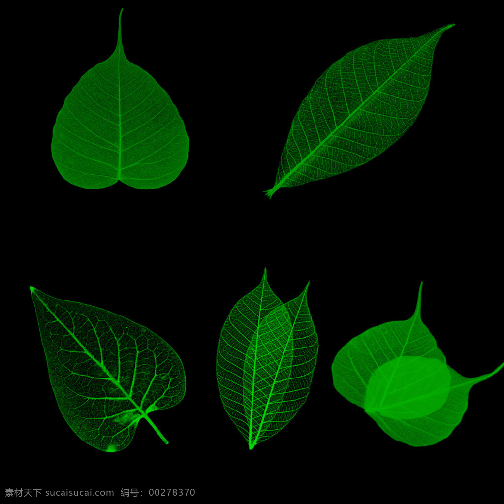 photoshop 植物 樹葉 筆刷 預(yù)設(shè) 合集 精選