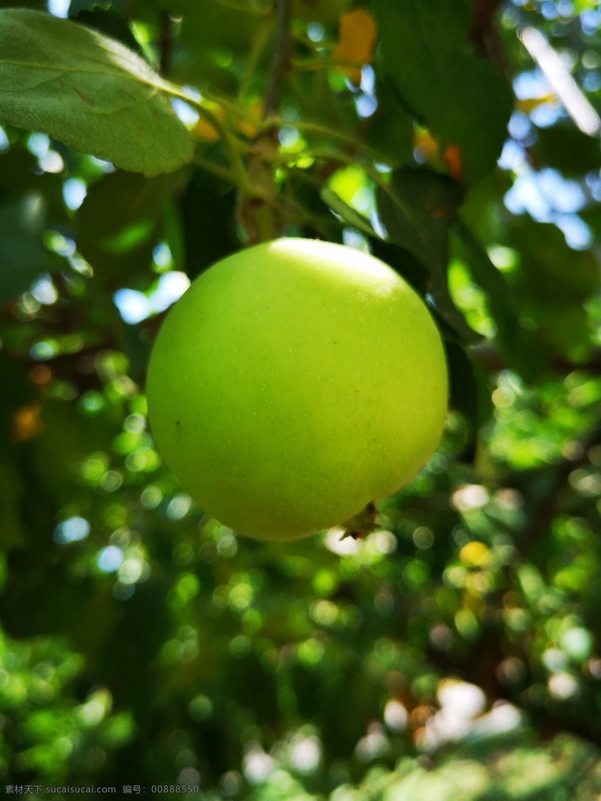 青苹果图片 苹果 果园 成熟 青苹果 绿色 生物世界 水果