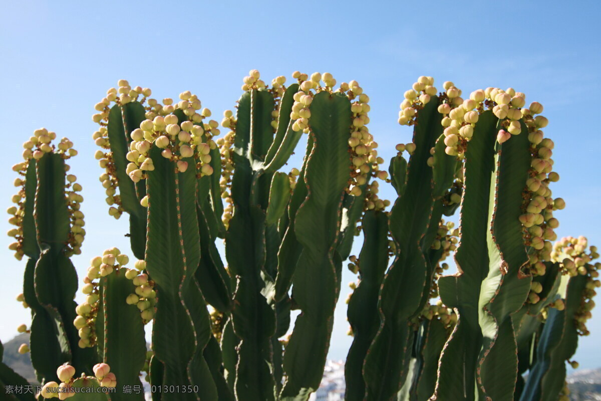 绿色 仙人掌 高清 开花 仙人柱 植物花朵 黄花 黄色小花