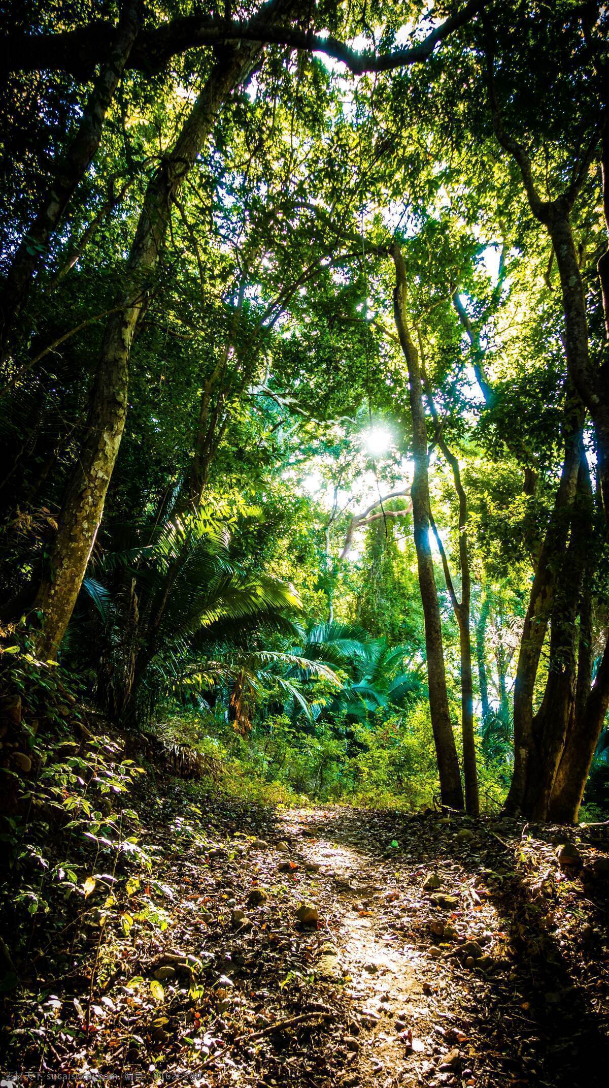 丛林图片 丛林 森林 树林 树木 树叶 树冠 树枝 绿色世界 风景 自然景观 自然风景