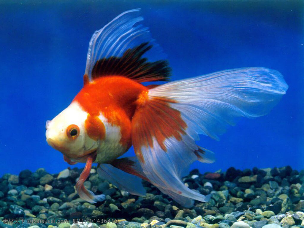 水 金魚(yú) 水底 水草 水藻 可愛(ài) 游來(lái)游去 擺動(dòng) 廣告 大 辭典 藍(lán)色