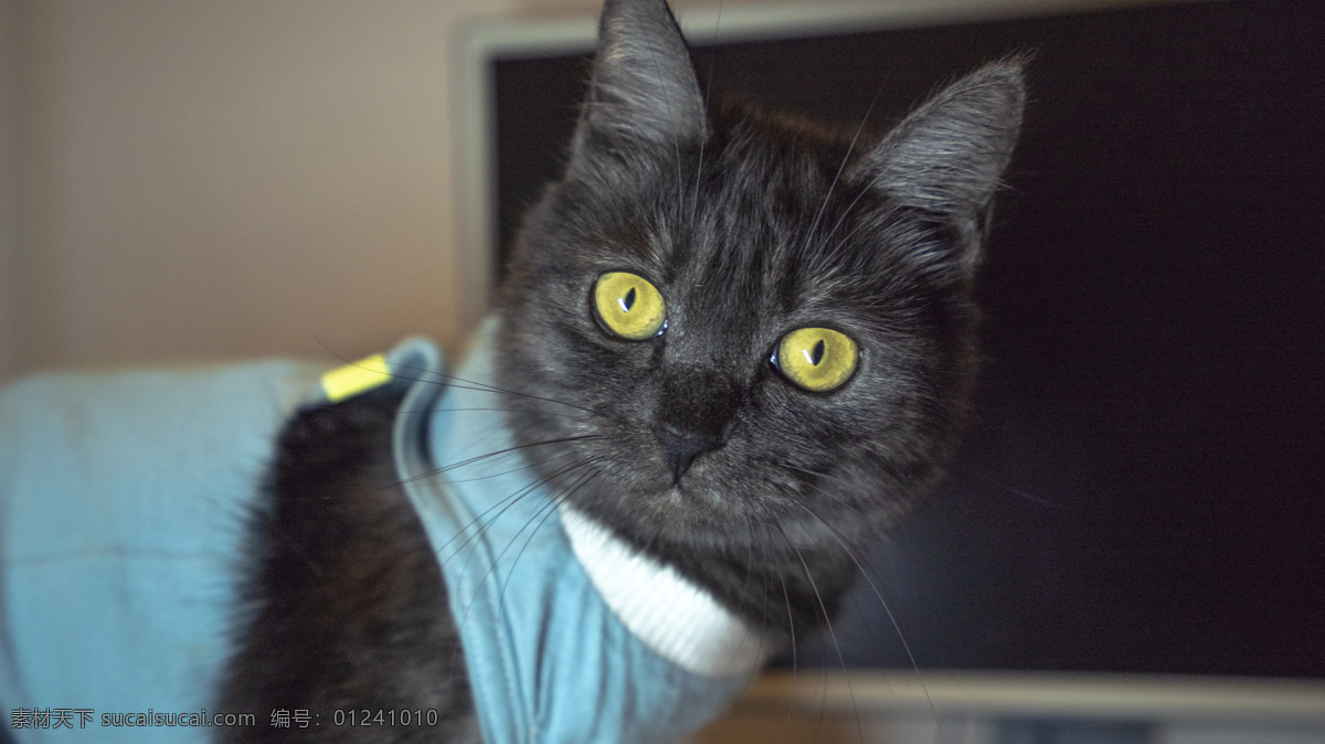 宠 物美 短 商业摄影 宠物 小猫 猫咪 猫猫 商业 美短 母猫