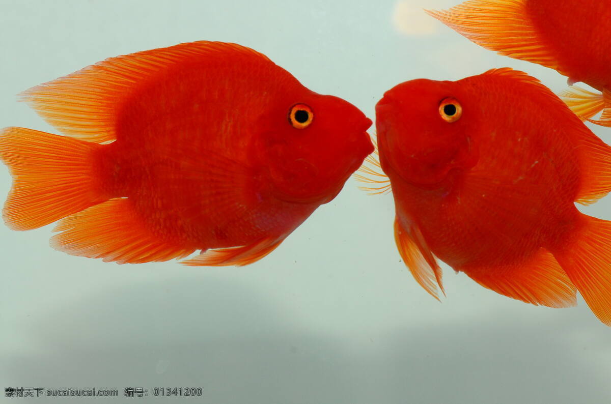 血鸚鵡 側(cè)面 生物世界 魚 魚類 招財魚 紅魚 魚游