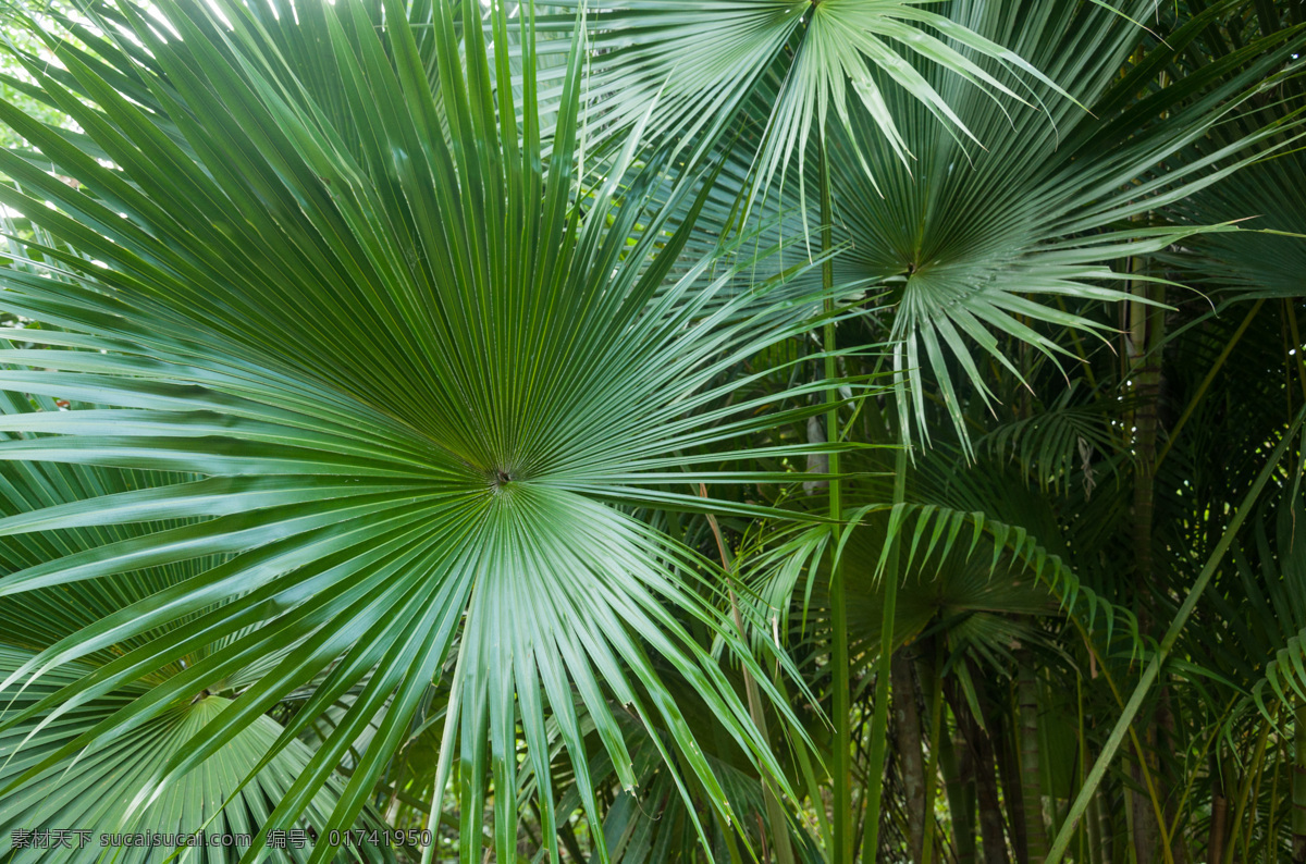 爪哇木棉 热带植物 针叶林植物 绿色植物 自然环境 生物世界 树木树叶