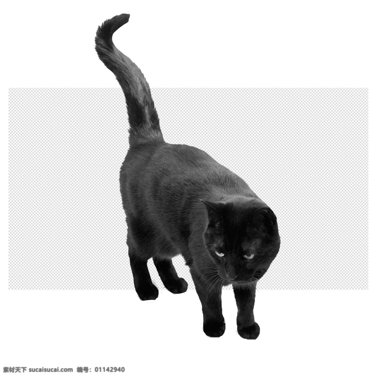 黑猫图片 黑猫 小猫 猫 小老虎 可爱猫咪 透明底 动物 免抠图 psd分层图 分层图 免扣 透明 透明背景 分层