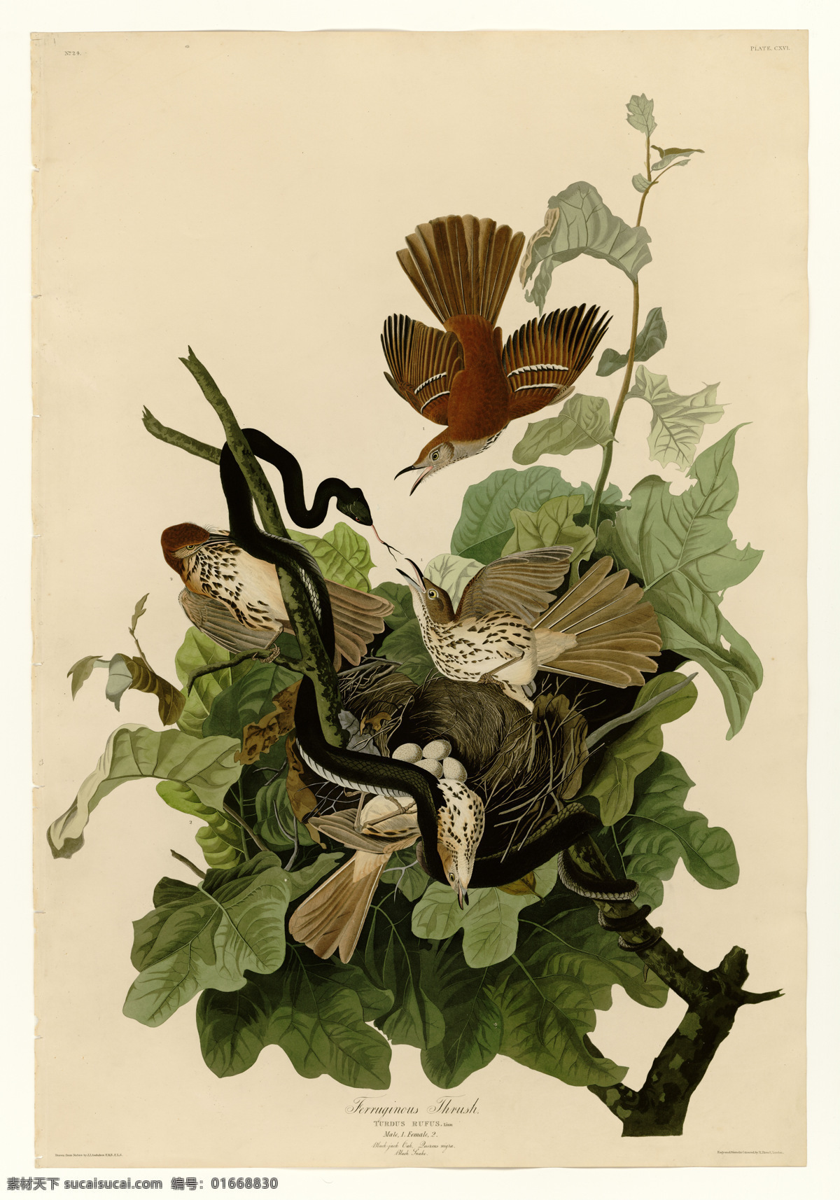 手繪小鳥 彩色插畫 手繪鳥類 鳥類太陽(yáng)鳥 彩色手繪小鳥 亞洲鳥類 手繪 花鳥 鳥兒 鳥 高清 禽類 西方圖譜 蜂鳥 鳥類素材 繪畫 科普 繪畫書法 文化藝術(shù) 天堂鳥 生物世界 鳥類 無(wú)名小鳥 插圖 插畫 翅膀 手繪插畫 手繪小鳥插畫 鳥類插畫 裝飾畫 底紋邊框 背景底紋