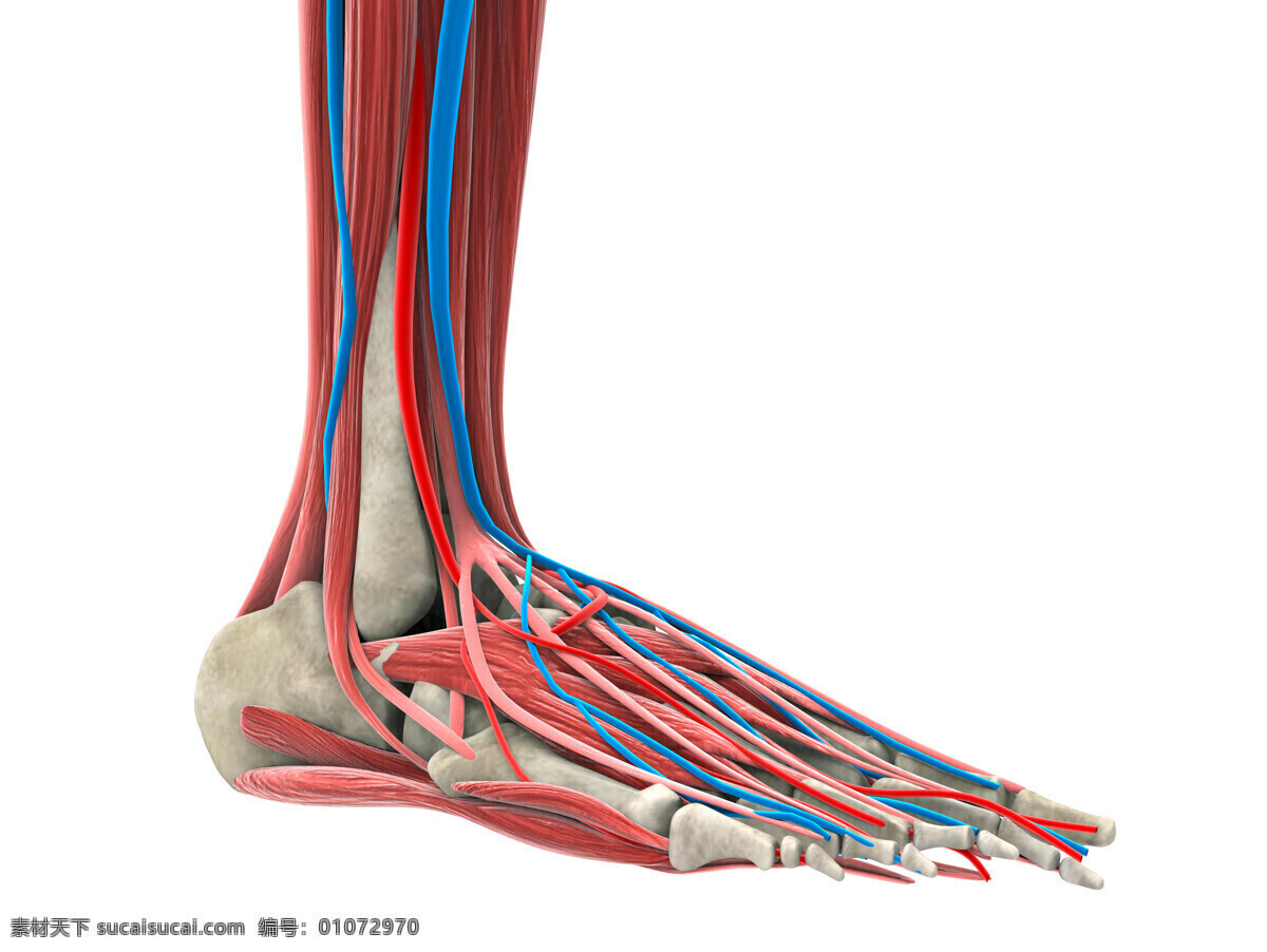 人体 脚部 骨骼 肌肉 人体骨骼 人体肌肉 肌肉组织 人体肌肉器官 肌肉结构 人体解剖 医疗护理 现代科技