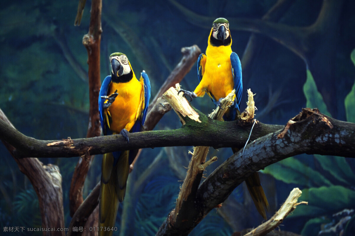 動物 海洋動物 鳥 飛禽 走獸 魚 鸚鵡 動物與植物 生物世界 鳥類