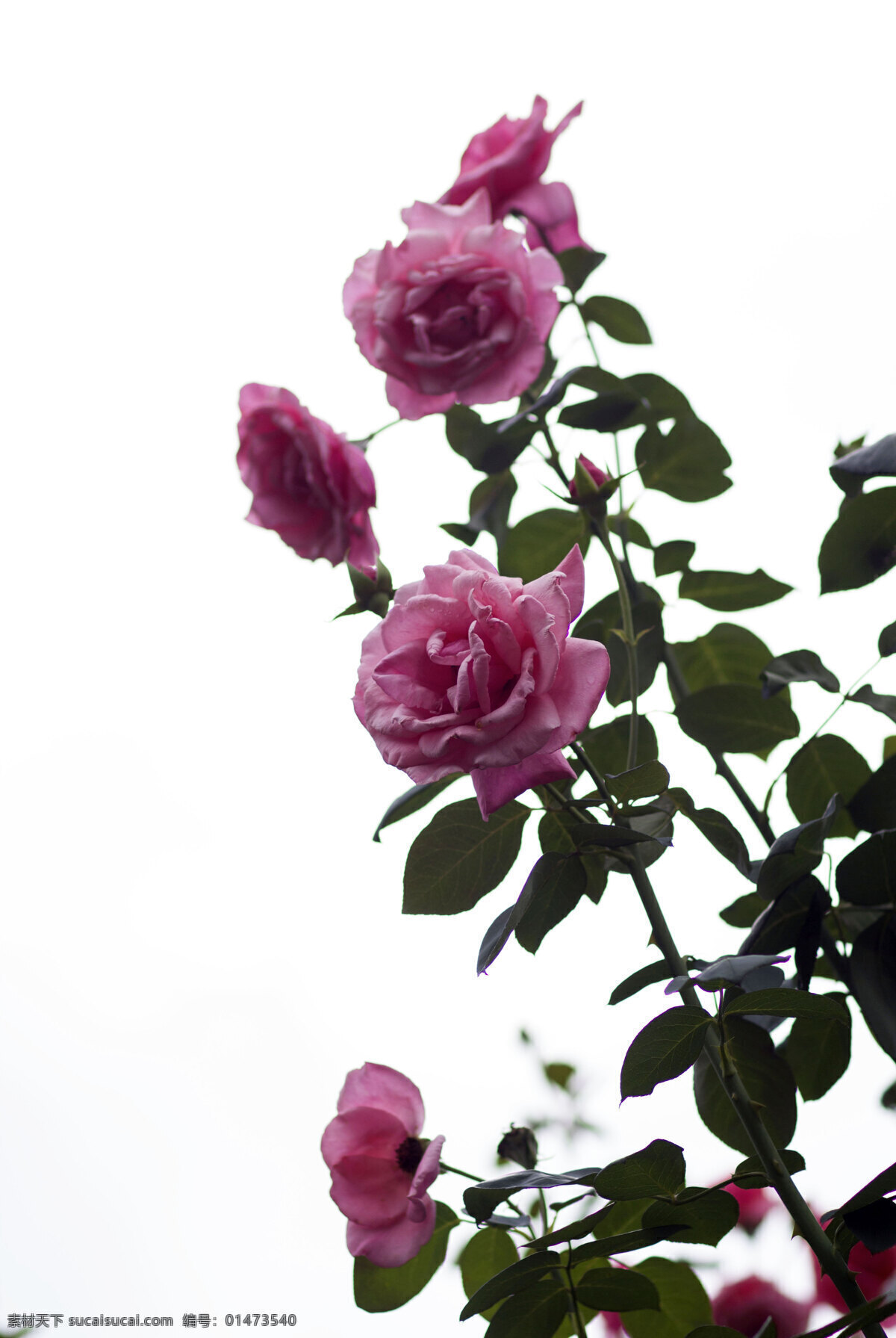 月季花 薔薇科 月月紅 月月花 長(zhǎng)春花 四季花 勝春 紅月季 月季花園 月季園 生物世界 花草