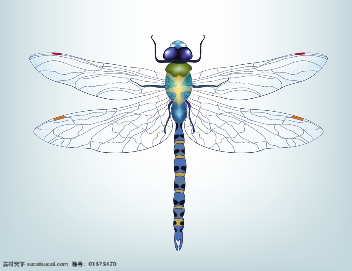 蓝色 漂亮 昆虫 蜻蜓 矢量图 广告背景 广告 背景 背景素材 自然界 背景图 底纹 背景底纹 简约