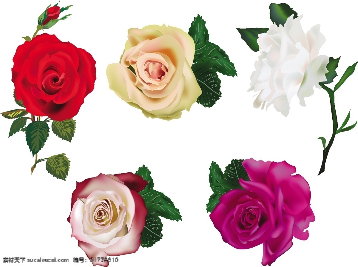 rose 玫瑰花 鮮花 花朵 紅玫瑰 愛(ài)情 浪漫 鮮花設(shè)計(jì) 玫瑰花設(shè)計(jì) 玫瑰花背景 花草 生物世界