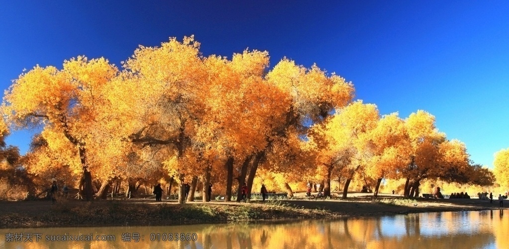 美丽新疆银杏 银杏 金色新疆 金色银杏 新疆风光 地域文化
