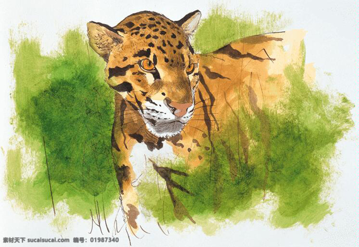 豹子 动物插图 肉食动物 猫科动物4 设计素材 书画美术 白色
