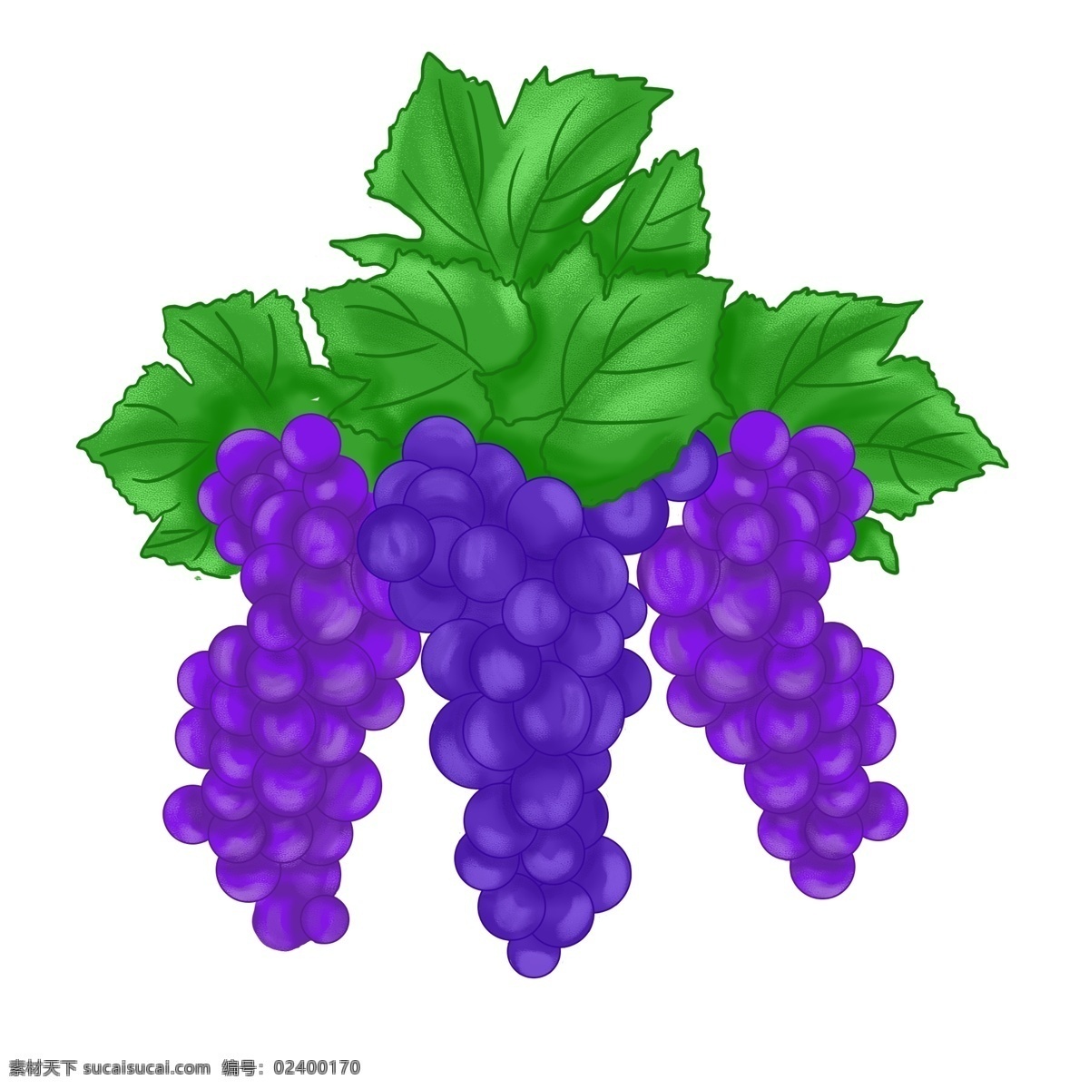 水果 葡萄 紫色 小清 新手 绘 生鲜 绿叶 小清新 手绘