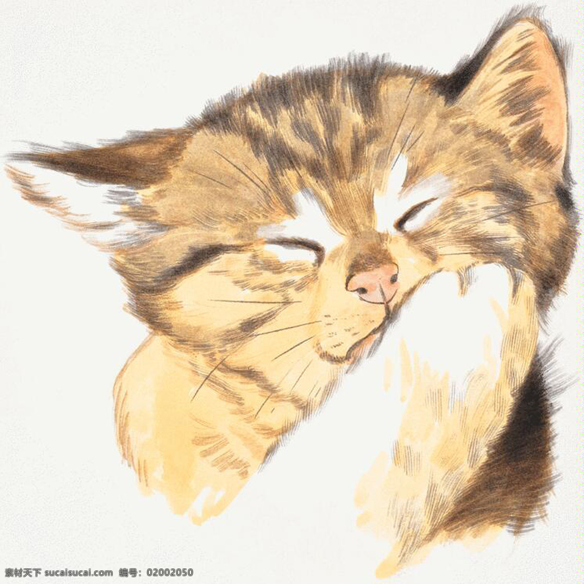 猫 家禽家畜 动物插图24 设计素材 动物插图 书画美术 白色