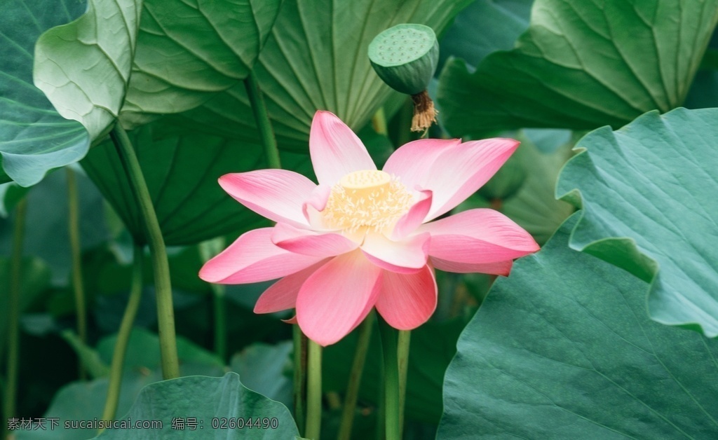 池塘 里 荷花 特寫 生物世界 蓮花 水蓮花 花瓣 花 花蕊 鮮花 蓮花圖片 蓮花素材 荷花圖片 荷花素材 水荷花 水蓮 自然景觀 自然風景 風景 風景壁紙 風景圖片 風景素材 唯美風景 花卉 創(chuàng)意圖片 植物 植物圖片 綠色植物 花花草草 花草樹木 電腦壁紙 t恤印花 水芙蓉 中國蓮 芙蕖 水芝 動物世界 花草