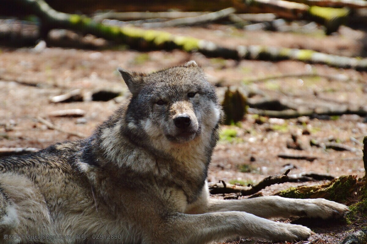 野狼 大灰狼 野生动物 保护动物 餐饮美食 传统美食