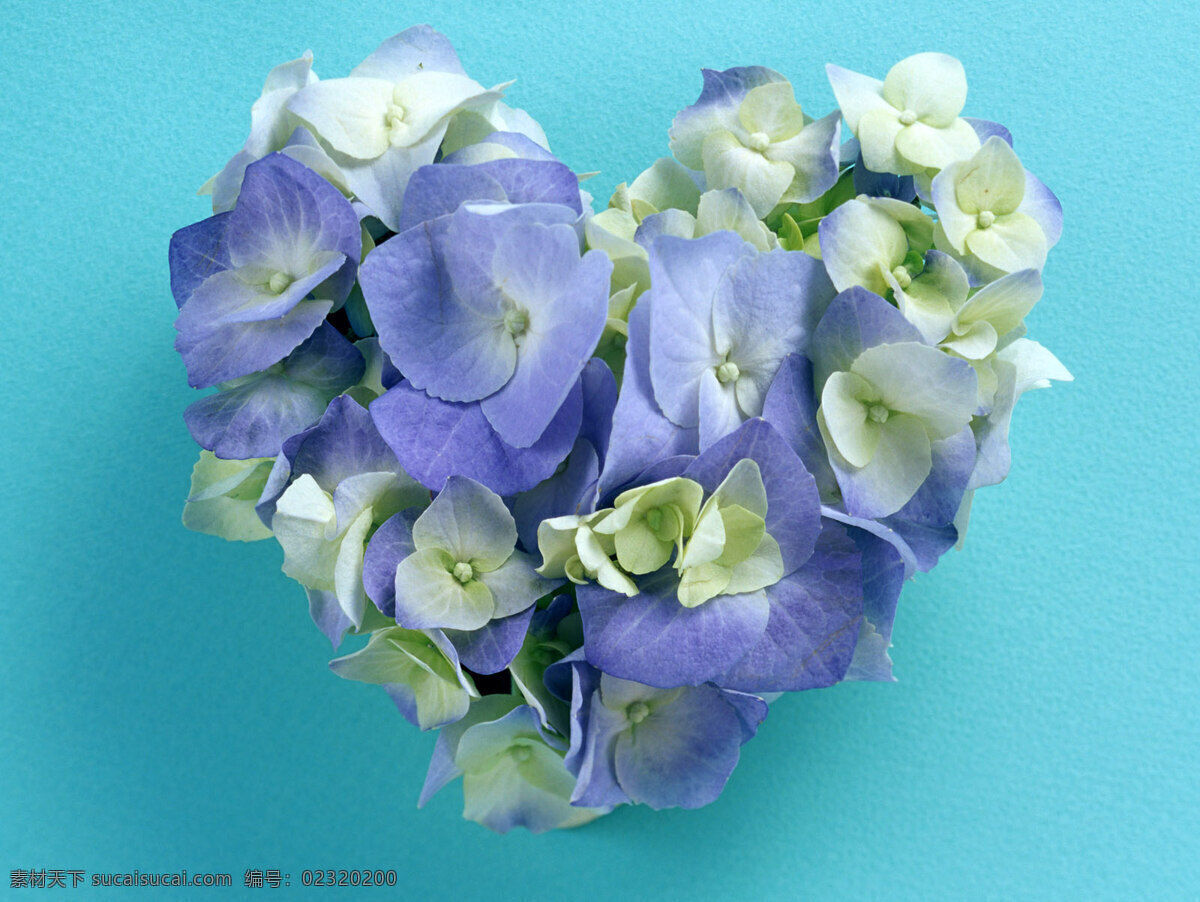 花環(huán) 心型花藝 淡紫藍色蘭花 花 藝術 愛 背景 花藝 蘭花 青色 心型 鮮花特寫 花的藝術 浪漫的 淡紫藍色 文化藝術