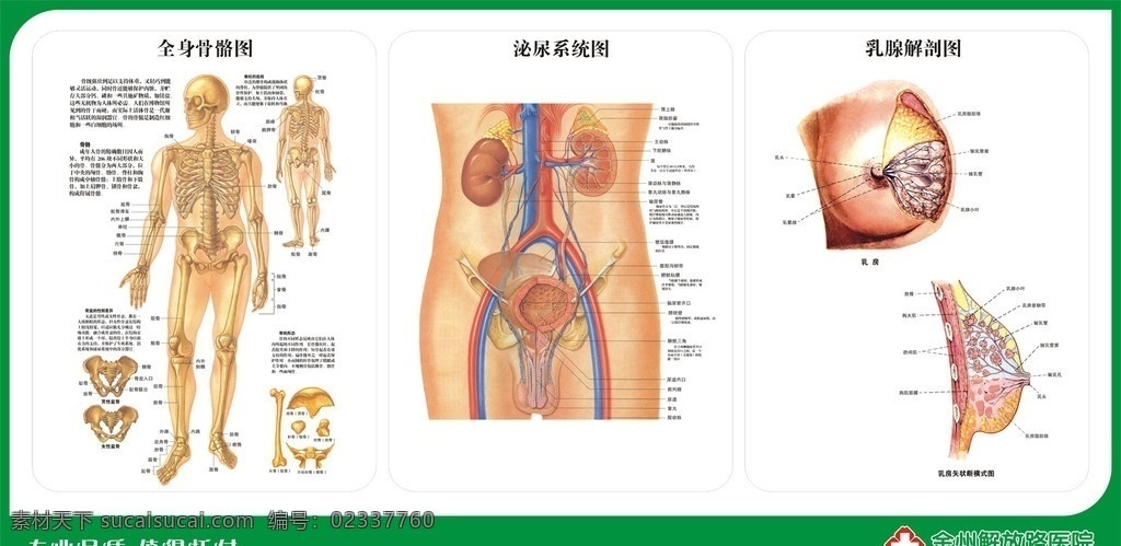骨骼图 泌尿系统图 乳腺解剖图 全身骨骼图 矢量 图片扫描 矢量素材 其他矢量