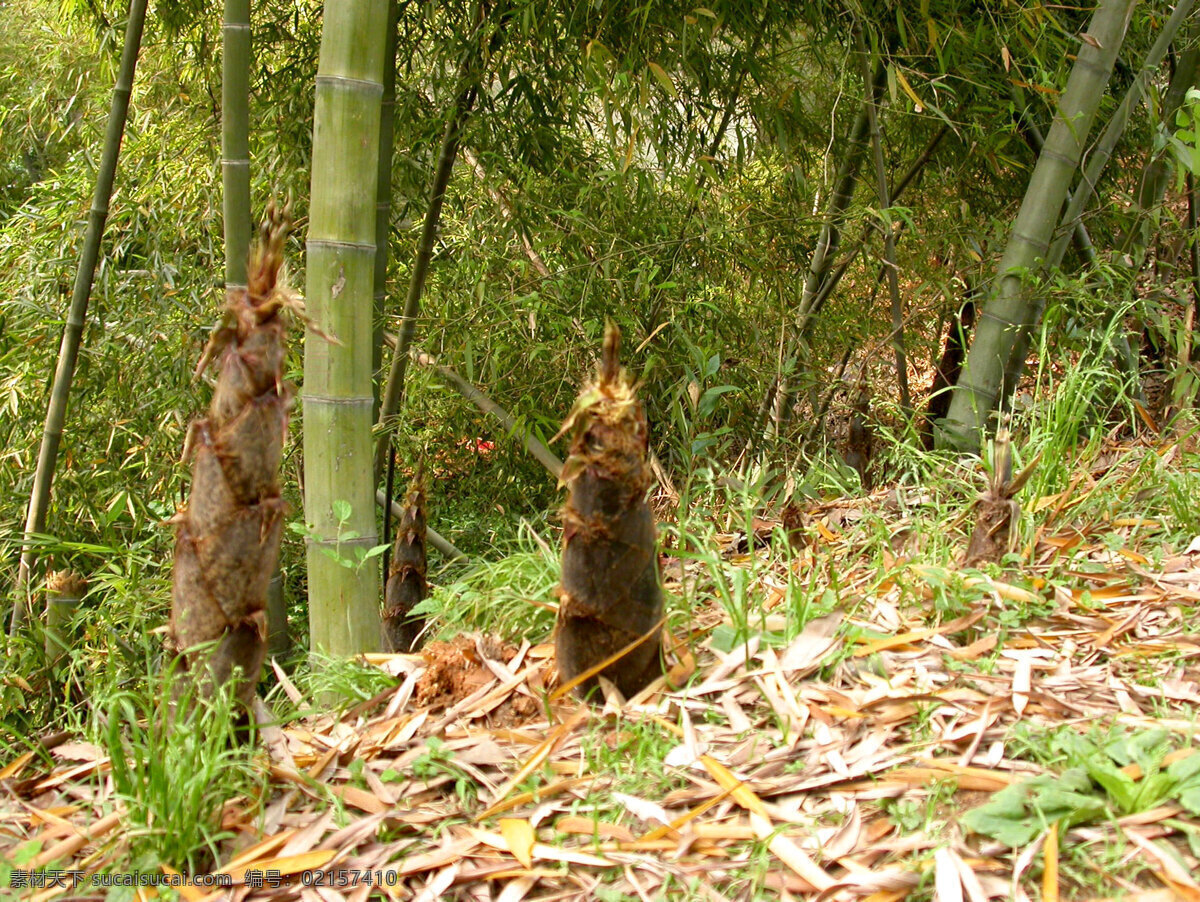 竹筍 筍 郊野 自然景觀 田園風(fēng)光 攝影圖庫(kù)