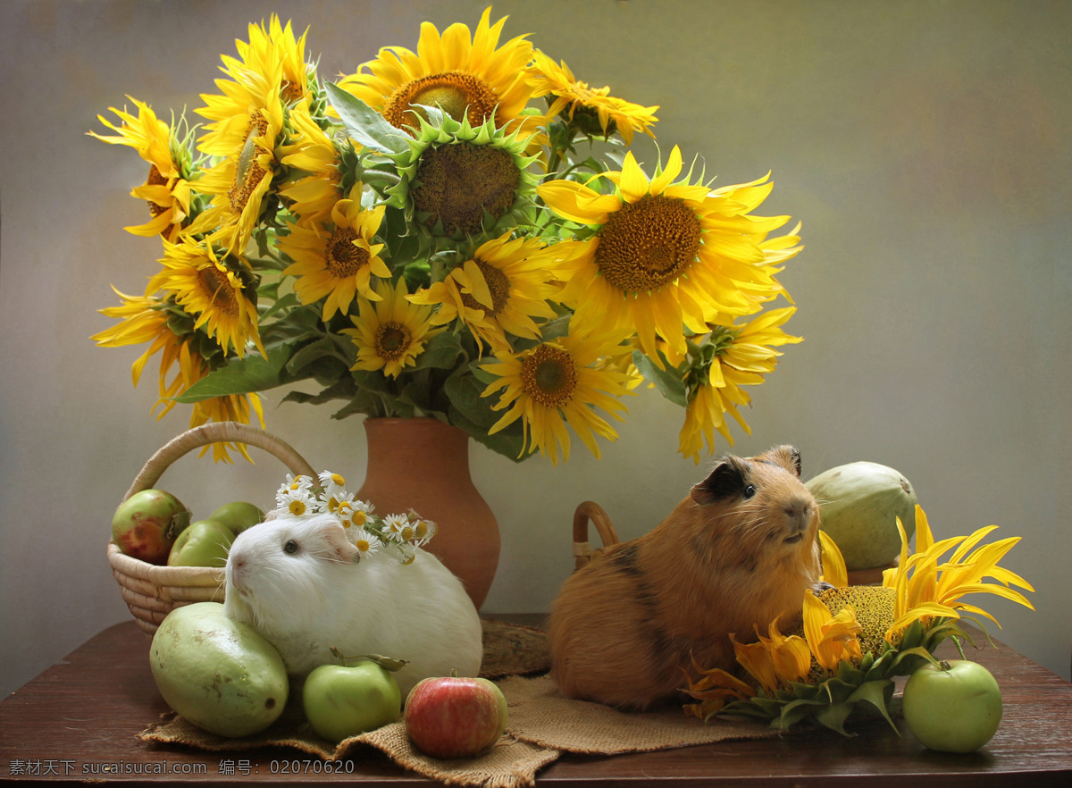 静物画 豚鼠 向日葵 苹果 动物 花卉 花朵 鲜花 生物世界 花草
