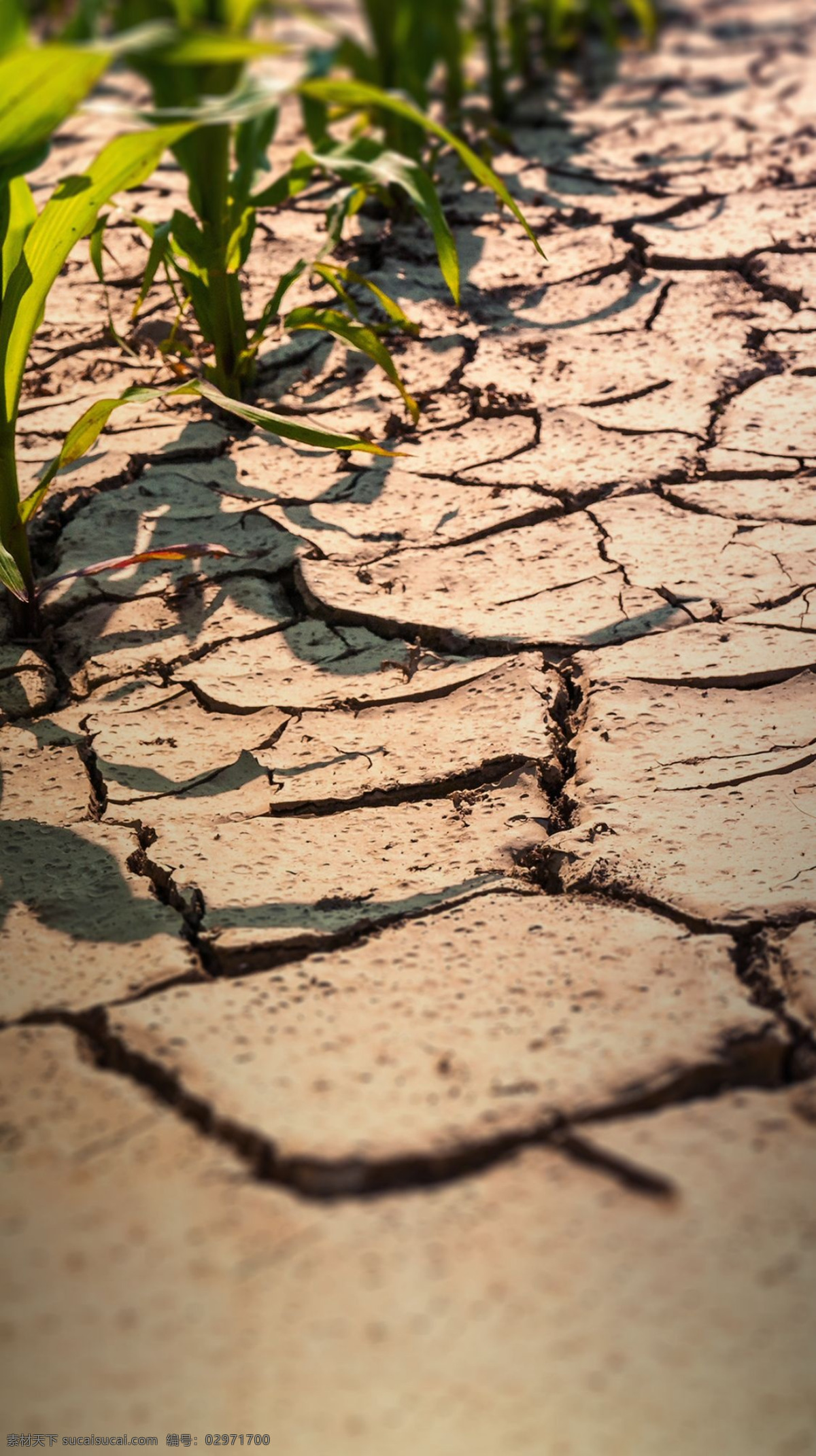 干旱 土地 背景 图 干裂 枯竭 贫瘠的土地 粮食危机 缺水 背景图 摄影类 自然景观