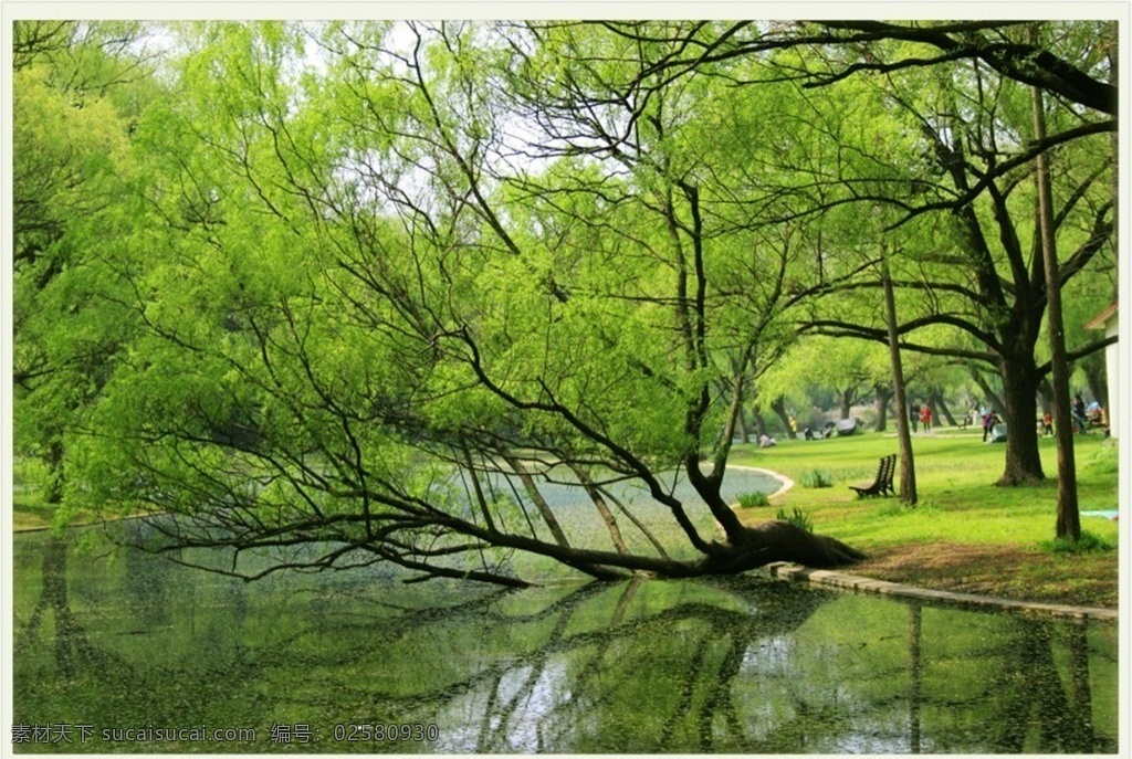 上海 共青 森林公园 森林 公园 树木 湖泊 倒影 自然景观 田园风光