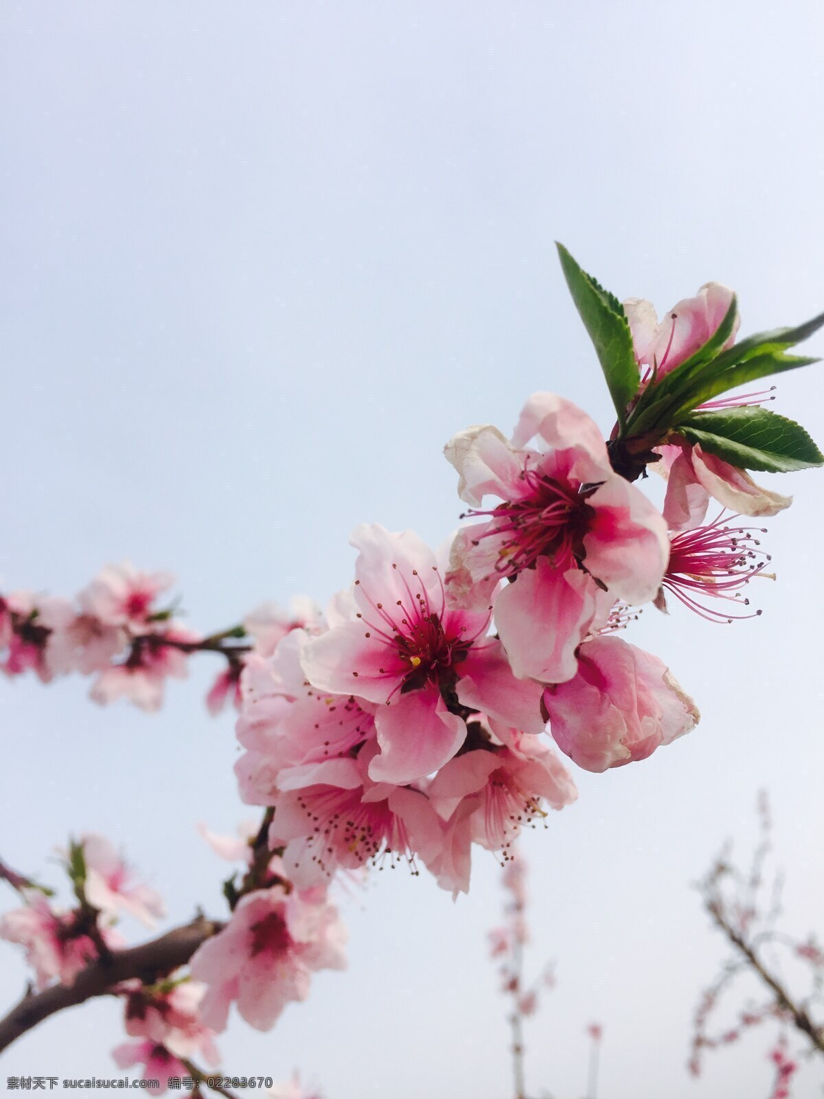 桃花 春色 粉色 浪漫 情人節(jié) 溫馨花朵 花 景色 風景 風景花朵 發(fā)芽 生物世界 花草