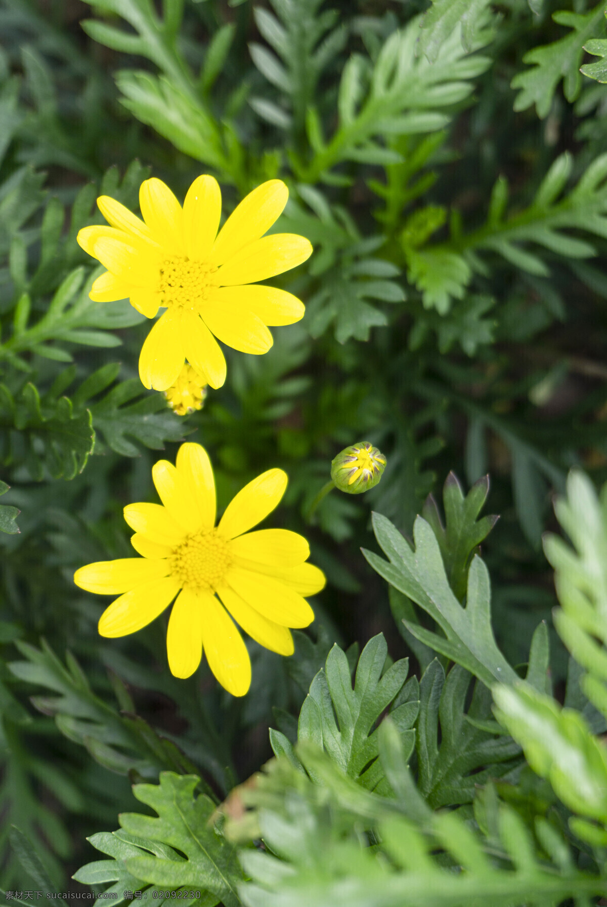 春天 盛开 太阳花 绿色 植物 盛开的花 照片 千库原创 特写