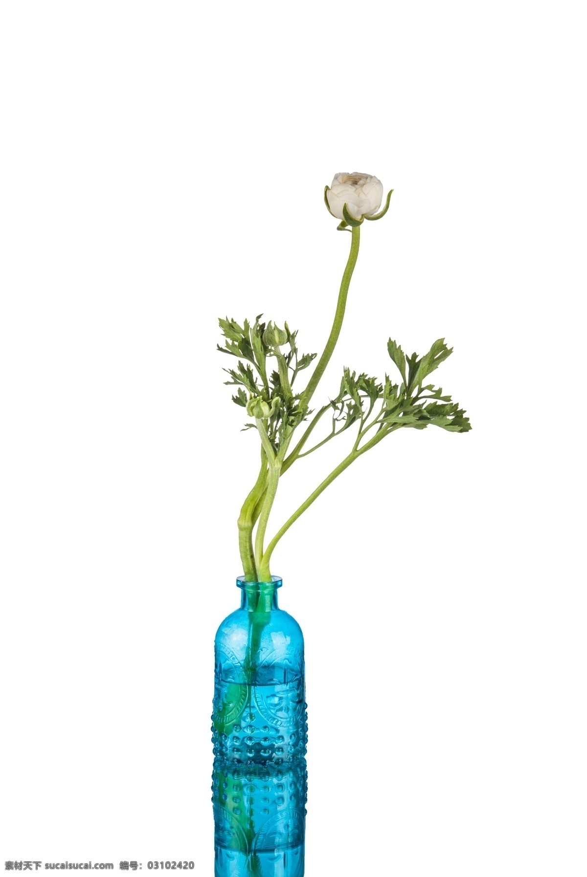 蓝色 花瓶 器皿 花 静物 花卉 产品实物 盆栽 家居 生活 文艺 小清新 唯美
