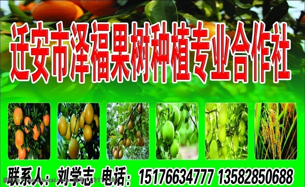 果樹種植圖片 果樹 種植 合作社 水果 蘋果