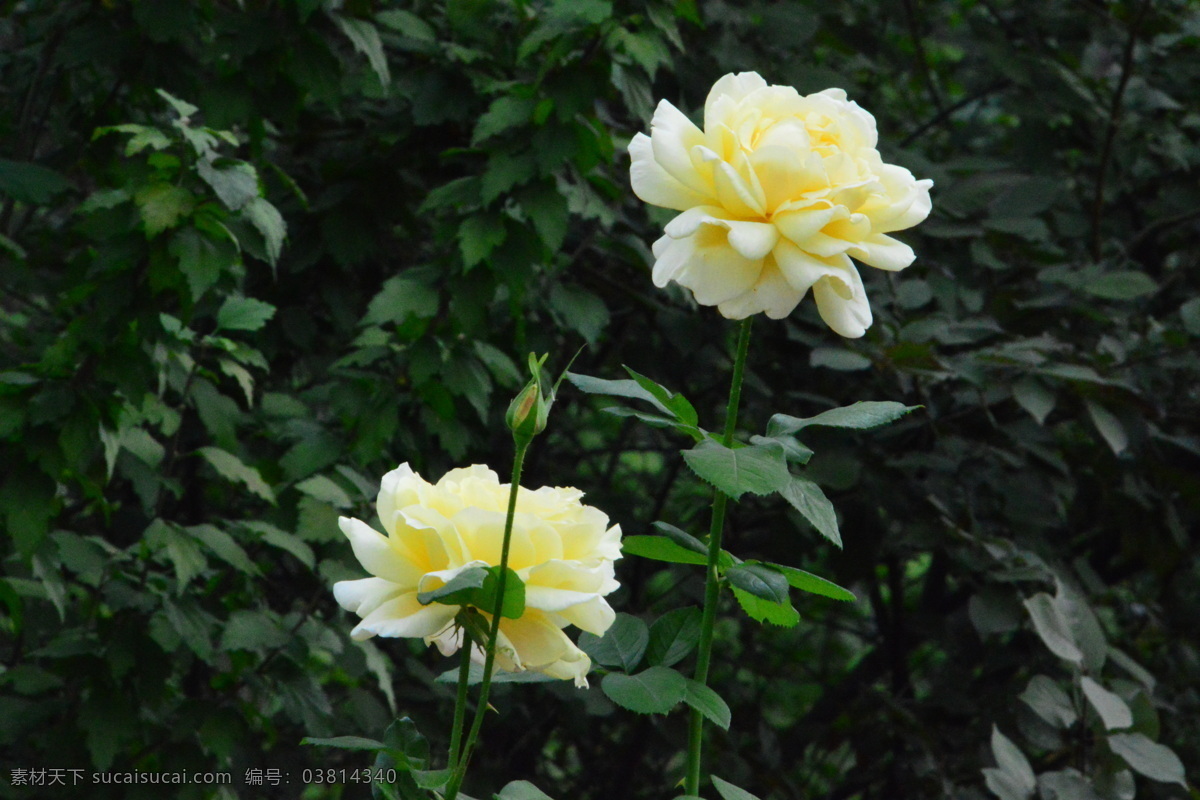 秋日 月季花 秋日月季花 秋花 园林风景 绿化风景 月月红 蔷薇科花卉 月季 观赏花卉 花骨朵 花卉 植物 园林绿化 绿化景观 花草 花儿 花朵 菊菊花 生物世界